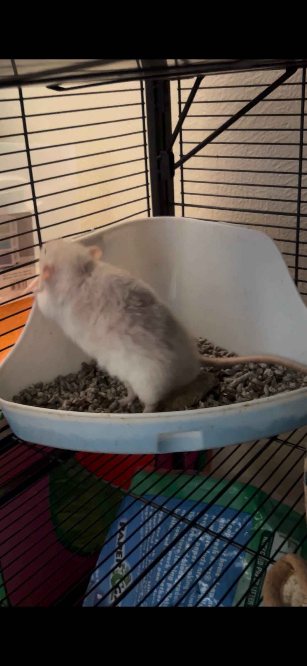 Rat Pee Rocks: Urine Training Set - Cage Enrichment (Set of 3)