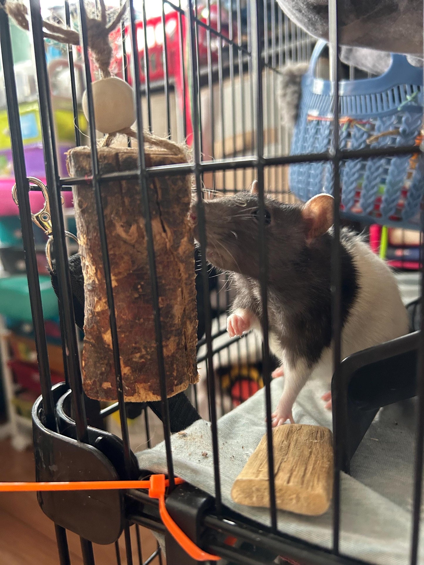 Apple Wood Chunk Chew Toy: Small Animal Cage Hanging Toy