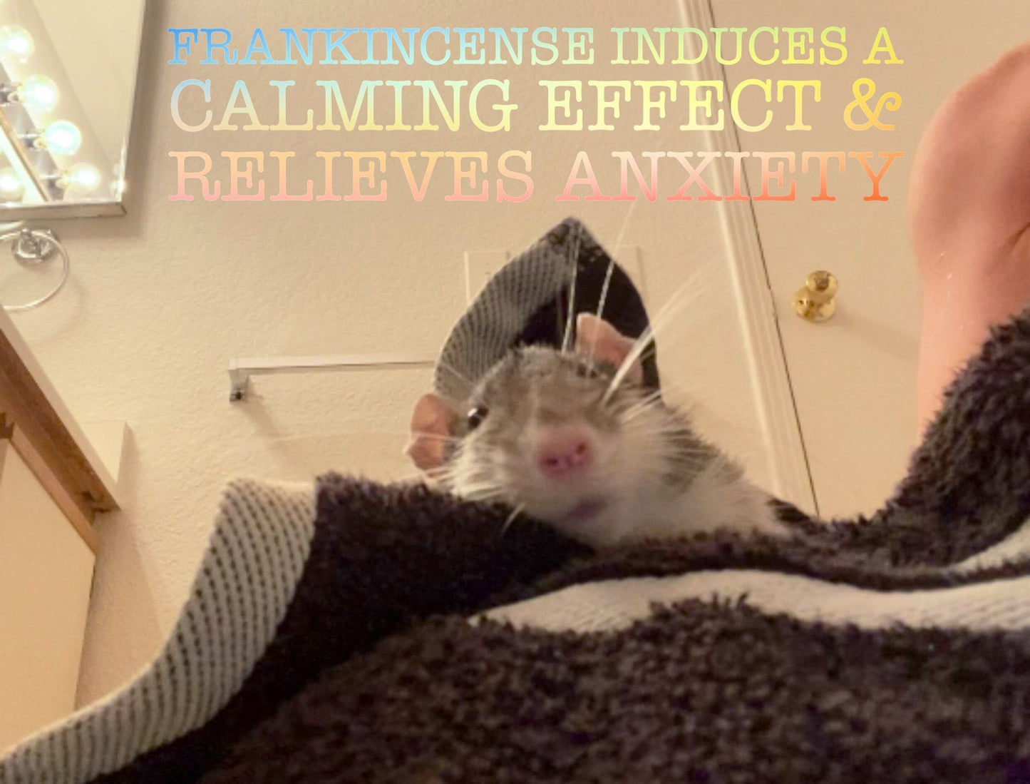 Rat Soap, Frankensince & Calendula Oil, non-toxic, safe, the original natural soap designed for rats