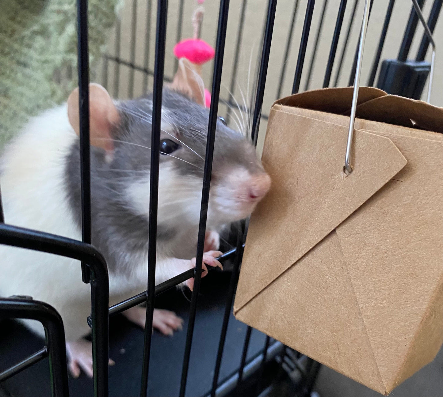 Rat Forage Box: Enrichment Toy with Natural Chews “The Original Rat Forage Box”