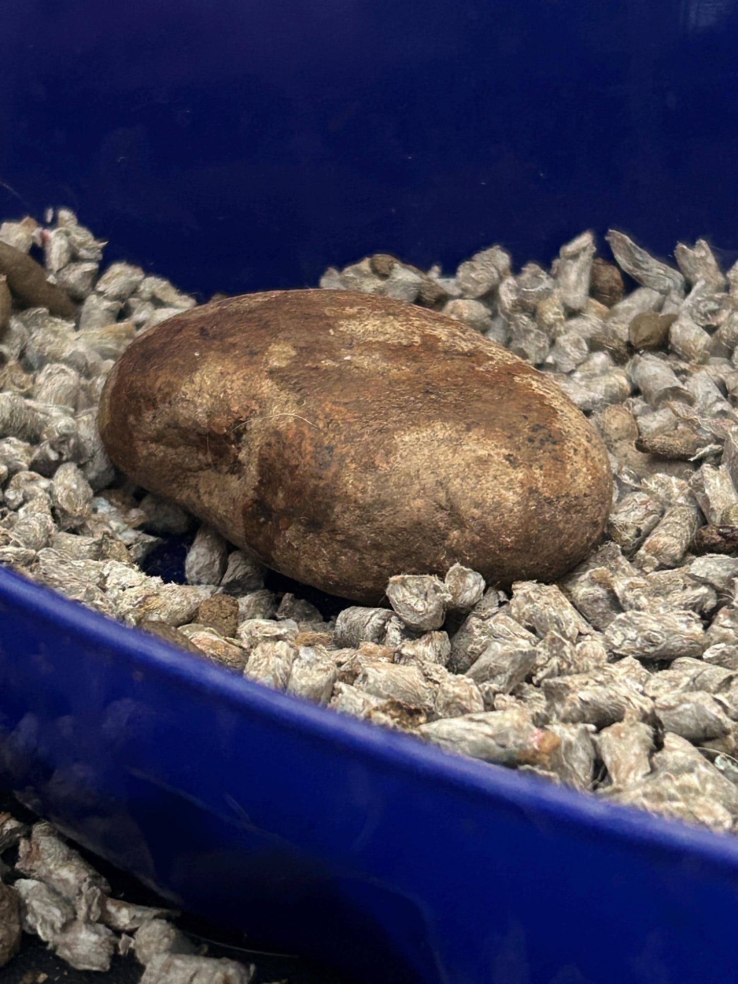Rat Pee Rocks: Urine Training Set - Cage Enrichment (Set of 3)